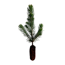 Load image into Gallery viewer, Colorado Blue Spruce | Lot of 30 Tree Seedlings | The Jonsteen Company