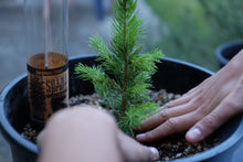 Load image into Gallery viewer, Colorado Blue Spruce | Packaged Live Tree | The Jonsteen Company
