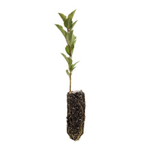 Load image into Gallery viewer, Common Apple | Lot of 30 Tree Seedlings | The Jonsteen Company