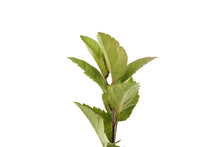 Load image into Gallery viewer, Common Apple | Medium Tree Seedling | The Jonsteen Company