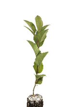 Load image into Gallery viewer, Common Apple | Lot of 30 Tree Seedlings | The Jonsteen Company