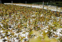 Load image into Gallery viewer, Common Apple | Lot of 30 Tree Seedlings | The Jonsteen Company
