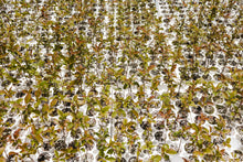 Load image into Gallery viewer, Common Apple | Lot of 30 Tree Seedlings | The Jonsteen Company