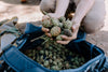 Giant Sequoia | Seed Grow Kit | The Jonsteen Company