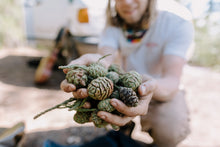 Load image into Gallery viewer, Giant Sequoia | Packaged Live Tree | The Jonsteen Company