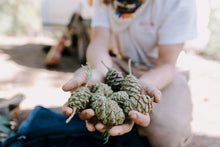 Load image into Gallery viewer, Old Growth Giant Sequoia Cone Ornament | The Jonsteen Company