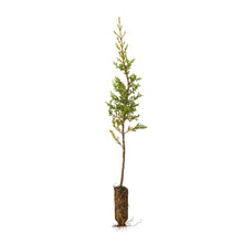 Load image into Gallery viewer, Cuyamaca Cypress | Medium Tree Seedling | The Jonsteen Company