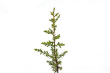 Load image into Gallery viewer, Cuyamaca Cypress | Lot of 30 Tree Seedlings | The Jonsteen Company