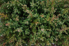 Load image into Gallery viewer, Cuyamaca Cypress | Lot of 30 Tree Seedlings | The Jonsteen Company