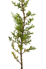 Load image into Gallery viewer, Cuyamaca Cypress | Medium Tree Seedling | The Jonsteen Company