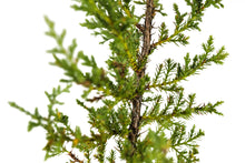Load image into Gallery viewer, Cuyamaca Cypress | Medium Tree Seedling | The Jonsteen Company