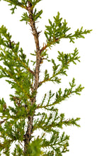 Load image into Gallery viewer, Cuyamaca Cypress | Medium Tree Seedling | The Jonsteen Company