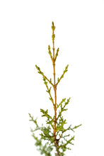 Load image into Gallery viewer, Cuyamaca Cypress | Medium Tree Seedling | The Jonsteen Company