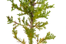 Load image into Gallery viewer, Cuyamaca Cypress | Medium Tree Seedling | The Jonsteen Company
