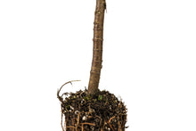 Load image into Gallery viewer, Cuyamaca Cypress | Medium Tree Seedling | The Jonsteen Company