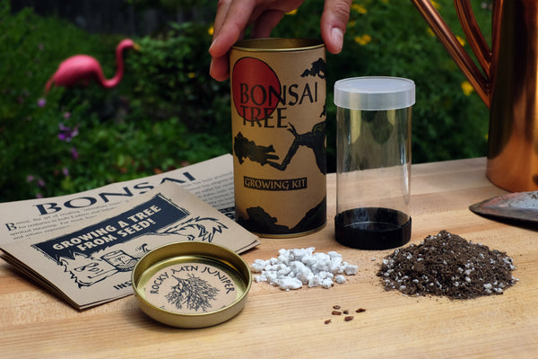 Bonsai Tree | Seed Grow Kit | The Jonsteen Company