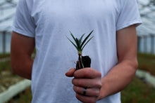 Load image into Gallery viewer, Joshua Tree | Medium Tree Seedling | The Jonsteen Company