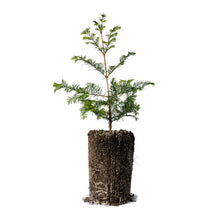 Load image into Gallery viewer, Dawn Redwood | XL Tree Seedling | The Jonsteen Company
