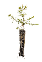 Load image into Gallery viewer, Dawn Redwood | Small Tree Seedling | The Jonsteen Company