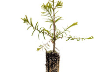 Load image into Gallery viewer, Dawn Redwood | Small Tree Seedling | The Jonsteen Company