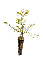 Load image into Gallery viewer, Dawn Redwood | Small Tree Seedling | The Jonsteen Company