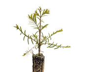 Load image into Gallery viewer, Dawn Redwood | Small Tree Seedling | The Jonsteen Company