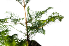 Load image into Gallery viewer, Dawn Redwood | XL Tree Seedling | The Jonsteen Company