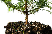 Load image into Gallery viewer, Dawn Redwood | XL Tree Seedling | The Jonsteen Company