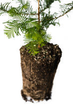 Load image into Gallery viewer, Dawn Redwood | XL Tree Seedling | The Jonsteen Company