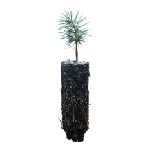 Load image into Gallery viewer, Deodar Cedar | Lot of 30 Tree Seedlings | The Jonsteen Company