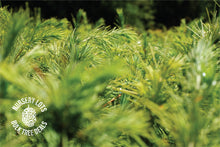 Load image into Gallery viewer, Deodar Cedar | Lot of 30 Tree Seedlings | The Jonsteen Company