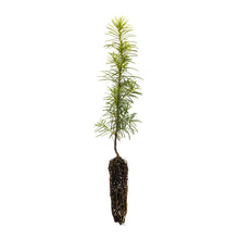 Load image into Gallery viewer, Douglas Fir | Small Tree Seedling | The Jonsteen Company