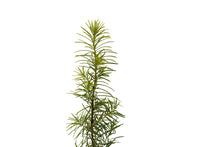 Load image into Gallery viewer, Douglas Fir | Small Tree Seedling | The Jonsteen Company