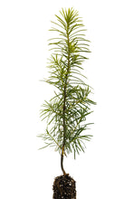 Load image into Gallery viewer, Douglas Fir | Small Tree Seedling | The Jonsteen Company