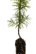 Load image into Gallery viewer, Douglas Fir | Small Tree Seedling | The Jonsteen Company