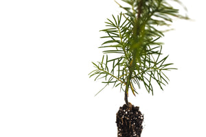 Douglas Fir | Small Tree Seedling | The Jonsteen Company