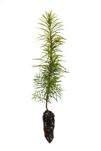 Load image into Gallery viewer, Douglas Fir | Small Tree Seedling | The Jonsteen Company