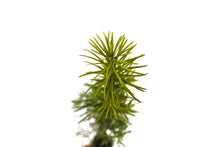 Load image into Gallery viewer, Douglas Fir | Small Tree Seedling | The Jonsteen Company