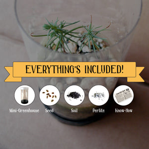 Western White Pine | Mini-Grow Kit