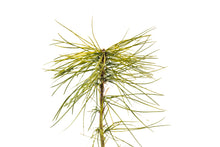 Load image into Gallery viewer, Eastern White Pine | Small Tree Seedling | The Jonsteen Company