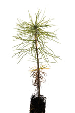 Load image into Gallery viewer, Eastern White Pine | Small Tree Seedling | The Jonsteen Company