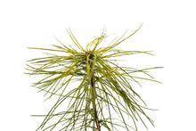 Load image into Gallery viewer, Eastern White Pine | Small Tree Seedling | The Jonsteen Company