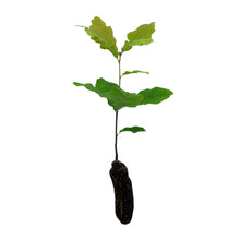 Load image into Gallery viewer, Eastern Black Oak | Medium Tree Seedling