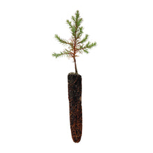 Load image into Gallery viewer, Eastern Redcedar | Lot of 30 Tree Seedlings | The Jonsteen Company