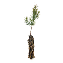 Load image into Gallery viewer, Eastern Redcedar | Small Tree Seedling | The Jonsteen Company