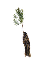 Load image into Gallery viewer, Eastern Redcedar | Small Tree Seedling | The Jonsteen Company