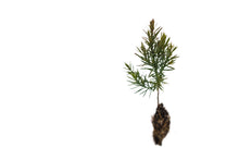 Load image into Gallery viewer, Eastern Redcedar | Small Tree Seedling | The Jonsteen Company
