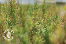 Load image into Gallery viewer, Eastern Redcedar | Lot of 30 Tree Seedlings