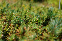 Load image into Gallery viewer, Engelmann Spruce | Lot of 30 Tree Seedlings | The Jonsteen Company