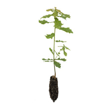 Load image into Gallery viewer, English Oak | Medium Tree Seedling | The Jonsteen Company